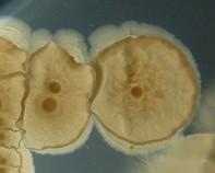 mycobacterium mycobacterium